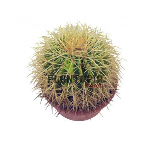 cactus de belle mère | cactus oursin maroc |Echinocactus grusonii Plantopia Maroc | صبار نادر جودة عالية نبتة حية حقيقية صبار مكسيكي المغرب