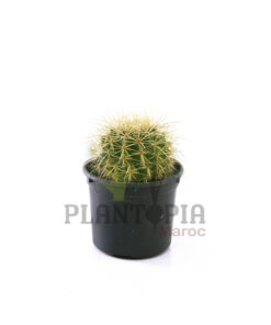 coussin de belle mère Maroc | cactus oursin maroc | Echinocactus grusonii Plantopia Maroc | صبار نادر جودة عالية نبتة حية حقيقية صبار مكسيكي المغرب