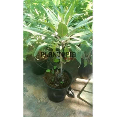 Echium fastuosum Maroc | Vipérine arbustive, Vipérine de Madère, Herbe aux vipères Maroc | نبات الافعى في المغرب