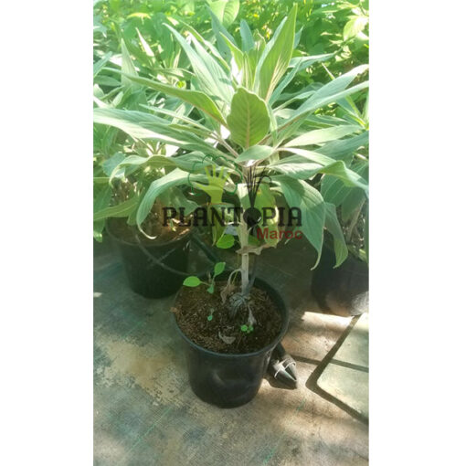 Echium fastuosum Maroc | Vipérine arbustive, Vipérine de Madère, Herbe aux vipères Maroc | نبات الافعى في المغرب