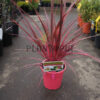 Cordyline electric Pink Maroc | Plante rose Maroc | Palmier décoratif Maroc | Palmier rose Maroc | Electric Pink Maroc | Cordyline Maroc | Palmier décoratif Maroc | كورديلين في المغرب | نبات داخلي في المغرب | نباتات الظل في المغرب | نباتات استوائية في المغرب | نخل الزينة المغرب | نبات وردي في المغرب