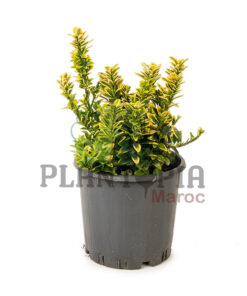 Fusain de chine MAroc | Euonymus Japonicus Maroc | arbuste plante feuille panachés bi color au Maroc | نبات باوراق ملونة في المغرب