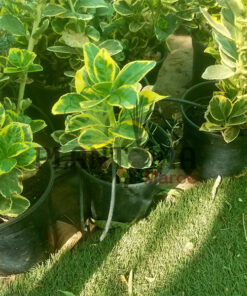 Fusain de chine MAroc | Euonymus Japonicus Maroc | arbuste plante feuille panachés bi color au Maroc | نبات باوراق ملونة في المغرب