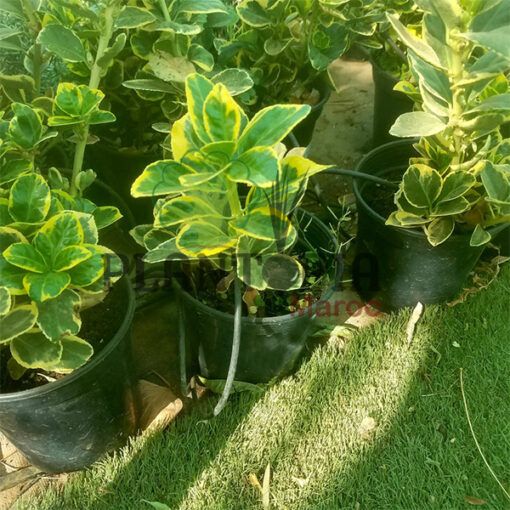 Fusain de chine MAroc | Euonymus Japonicus Maroc | arbuste plante feuille panachés bi color au Maroc | نبات باوراق ملونة في المغرب