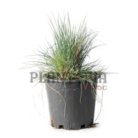 Festuca Maroc | Fétuque glauque Maroc | عشب لامع في المغرب