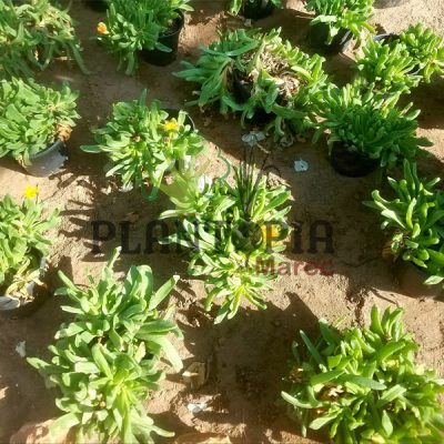 Ficoide succulent Maroc | Plantes succulentes et grasses au Maroc | ficoide MAroc | نبتة فيكويد العصارية سجاد في المغرب