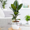 Ficus elastica Maroc | Plante caoutchouc Maroc | Ficus caoutchouc Maroc | Vente de plante tropicales et exotiques au Maroc | نبات المطاط في المغرب | نبات داخلي في المغرب | نباتات الظل في المغرب | نباتات استوائية في المغرب | فيكوس ايلاستيكا المغرب | فيكوس المطاطي في المغرب