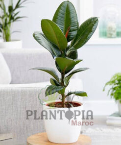 Ficus elastica Maroc | Plante caoutchouc Maroc | Ficus caoutchouc Maroc | Vente de plante tropicales et exotiques au Maroc | نبات المطاط في المغرب | نبات داخلي في المغرب | نباتات الظل في المغرب | نباتات استوائية في المغرب | فيكوس ايلاستيكا المغرب | فيكوس المطاطي في المغرب