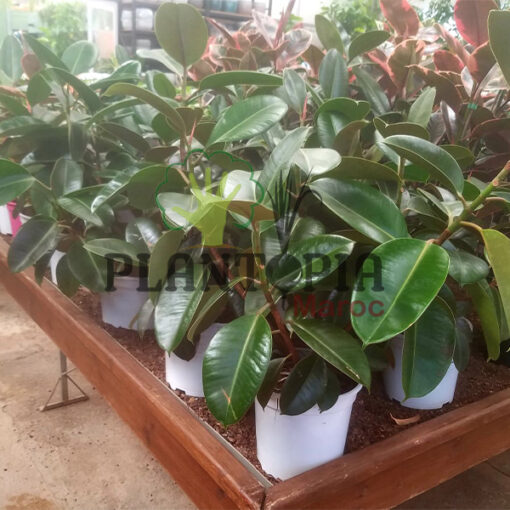 Ficus elastica Maroc | Plante caoutchouc Maroc | Ficus caoutchouc Maroc | Vente de plante tropicales et exotiques au Maroc | نبات المطاط في المغرب | نبات داخلي في المغرب | نباتات الظل في المغرب | نباتات استوائية في المغرب | فيكوس ايلاستيكا المغرب | فيكوس المطاطي في المغرب