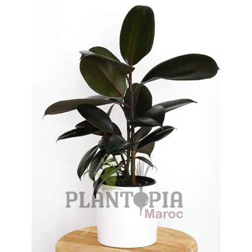 Ficus elastica Maroc | Plante caoutchouc Maroc | Ficus caoutchouc Maroc | Vente de plante tropicales et exotiques au Maroc | نبات المطاط في المغرب | نبات داخلي في المغرب | نباتات الظل في المغرب | نباتات استوائية في المغرب | فيكوس ايلاستيكا المغرب | فيكوس المطاطي في المغرب