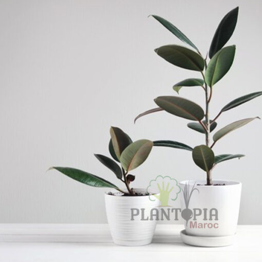 Ficus elastica Maroc | Plante caoutchouc Maroc | Ficus caoutchouc Maroc | Vente de plante tropicales et exotiques au Maroc | نبات المطاط في المغرب | نبات داخلي في المغرب | نباتات الظل في المغرب | نباتات استوائية في المغرب | فيكوس ايلاستيكا المغرب | فيكوس المطاطي في المغرب