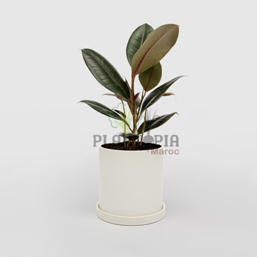 Ficus elastica Maroc | Plante caoutchouc Maroc | Ficus caoutchouc Maroc | Vente de plante tropicales et exotiques au Maroc | نبات المطاط في المغرب | نبات داخلي في المغرب | نباتات الظل في المغرب | نباتات استوائية في المغرب | فيكوس ايلاستيكا المغرب | فيكوس المطاطي في المغرب