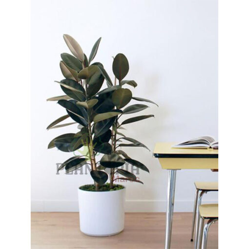 Ficus elastica Maroc | Plante caoutchouc Maroc | Ficus caoutchouc Maroc | Vente de plante tropicales et exotiques au Maroc | نبات المطاط في المغرب | نبات داخلي في المغرب | نباتات الظل في المغرب | نباتات استوائية في المغرب | فيكوس ايلاستيكا المغرب | فيكوس المطاطي في المغرب