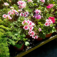 Géranium Zonal Maroc | Plante Maroc | Géranium Maroc | نبات الجيرانيوم في محبق في المغرب