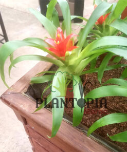 Guzmania Maroc | Plantes guzmania au Maroc | Guzmania Minor rondo au Maroc | Vente de plantes d'intérieur au Maroc | نبتة الغوزمانيا في المغب | بيع نبات الجوزمانيا في المغرب | بيع نباتات الظل في المغرب