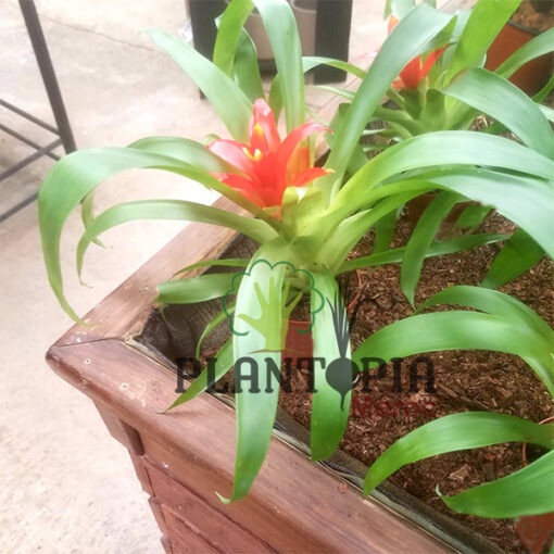 Guzmania Maroc | Plantes guzmania au Maroc | Guzmania Minor rondo au Maroc | Vente de plantes d'intérieur au Maroc | نبتة الغوزمانيا في المغب | بيع نبات الجوزمانيا في المغرب | بيع نباتات الظل في المغرب