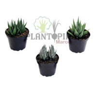 Haworthia attenuata Maroc | Haworthie attenuata Maroc | Haworthie à bande au Maroc | Haworthia à bande au Maroc | Haworthie zebrée au Maroc | Haworthia zebrée au Maroc | succulente exotique et rare au Maroc | الهاورثيا المخططة في المغرب | عصارية هاورثيا في المغرب