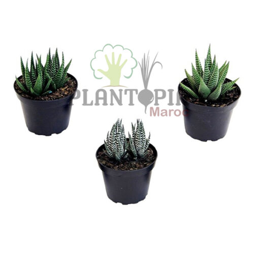 Haworthia attenuata Maroc | Haworthie attenuata Maroc | Haworthie à bande au Maroc | Haworthia à bande au Maroc | Haworthie zebrée au Maroc | Haworthia zebrée au Maroc | succulente exotique et rare au Maroc | الهاورثيا المخططة في المغرب | عصارية هاورثيا في المغرب