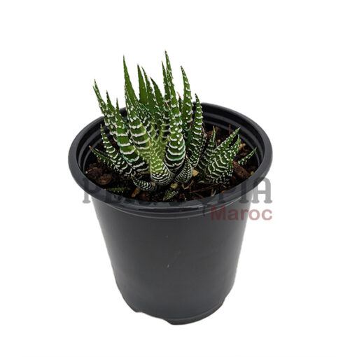 Haworthia attenuata Maroc | Haworthie attenuata Maroc | Haworthie à bande au Maroc | Haworthia à bande au Maroc | Haworthie zebrée au Maroc | Haworthia zebrée au Maroc | succulente exotique et rare au Maroc | الهاورثيا المخططة في المغرب | عصارية هاورثيا في المغرب