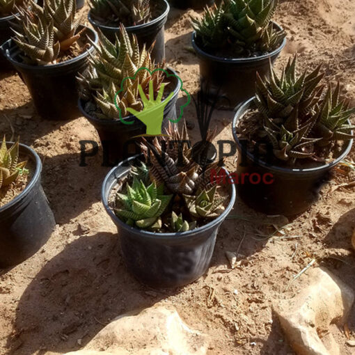 Haworthia attenuata Maroc | Haworthie attenuata Maroc | Haworthie à bande au Maroc | Haworthia à bande au Maroc | Haworthie zebrée au Maroc | Haworthia zebrée au Maroc | succulente exotique et rare au Maroc | الهاورثيا المخططة في المغرب | عصارية هاورثيا في المغرب