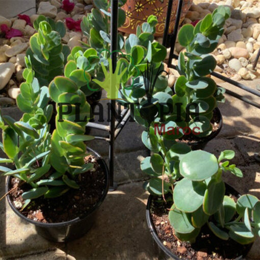 Kalanchoe marnieriana Maroc | عصارية كلانشوي في المغرب