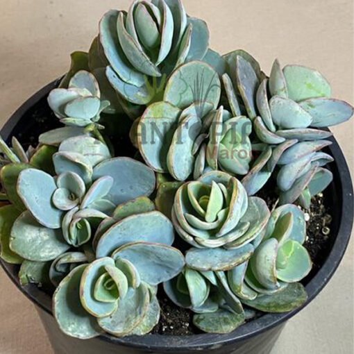 Kalanchoe marnieriana Maroc | عصارية كلانشوي في المغرب