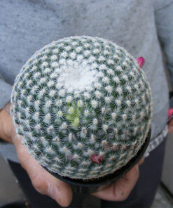 cactus maroc | plante vraie cactus maroc | Mammilaria Elegans Cactus Maroc | صبار حقيقي في المغرب | صباريات المغرب { نباتات داخلية و خارجية المغرب