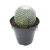 cactus maroc | plante vraie cactus maroc | Mammilaria Elegans Cactus Maroc | صبار حقيقي في المغرب | صباريات المغرب { نباتات داخلية و خارجية المغرب