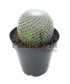cactus maroc | plante vraie cactus maroc | Mammilaria Elegans Cactus Maroc | صبار حقيقي في المغرب | صباريات المغرب { نباتات داخلية و خارجية المغرب