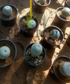 cactus maroc | plante vraie cactus maroc | Mammilaria Elegans Cactus Maroc | صبار حقيقي في المغرب | صباريات المغرب { نباتات داخلية و خارجية المغرب