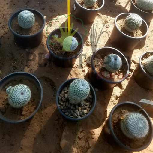 cactus maroc | plante vraie cactus maroc | Mammilaria Elegans Cactus Maroc | صبار حقيقي في المغرب | صباريات المغرب { نباتات داخلية و خارجية المغرب