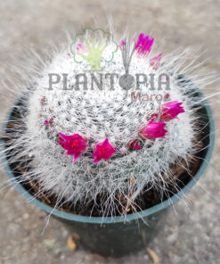 mammillaria MAroc