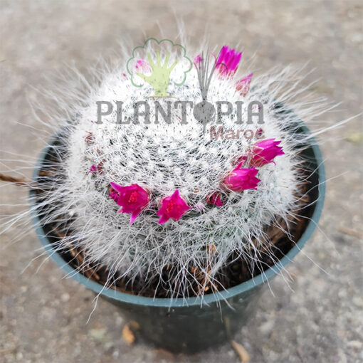 mammillaria MAroc