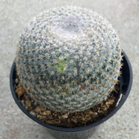 cactus maroc | plante vraie cactus maroc | Mammilaria Elegans Cactus Maroc | صبار حقيقي في المغرب | صباريات المغرب { نباتات داخلية و خارجية المغرب