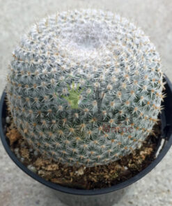 cactus maroc | plante vraie cactus maroc | Mammilaria Elegans Cactus Maroc | صبار حقيقي في المغرب | صباريات المغرب { نباتات داخلية و خارجية المغرب