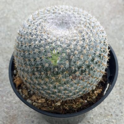 cactus maroc | plante vraie cactus maroc | Mammilaria Elegans Cactus Maroc | صبار حقيقي في المغرب | صباريات المغرب { نباتات داخلية و خارجية المغرب