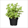 Menthe marocaine | Menthe Maroc | Plante menthe Maroc | نبات انلعناع المغربي في المغرب