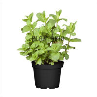 Menthe marocaine | Menthe Maroc | Plante menthe Maroc | نبات انلعناع المغربي في المغرب