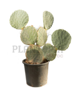 Cactus raquette Maroc | Cactus oreille de lapin Maroc | cactus oponce Maroc | Cactus Opuntia Pailana Maroc | Cactus Maroc | صبار حقيقي اذن الارنب في المغرب | صباريات المغرب { نباتات داخلية و خارجية المغرب