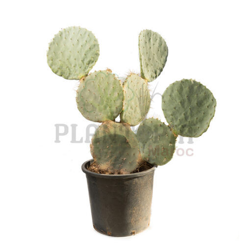 Cactus raquette Maroc | Cactus oreille de lapin Maroc | cactus oponce Maroc | Cactus Opuntia Pailana Maroc | Cactus Maroc | صبار حقيقي اذن الارنب في المغرب | صباريات المغرب { نباتات داخلية و خارجية المغرب