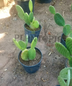 Cactus Pailana Maroc | صبار حقيقي في المغرب