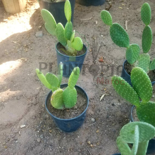 Cactus Pailana Maroc | صبار حقيقي في المغرب