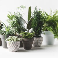Plantes