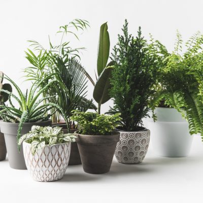 Plantes