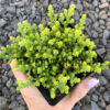 Sedum acre Maroc | plante succulente en pot Maroc | pepinière et jardinerie en ligne Maroc | Vente plantes Maroc | عصارية سيدوم في المغرب | عصاريات | بيع النباتات في المغرب | مشتل الكتروني المغرب