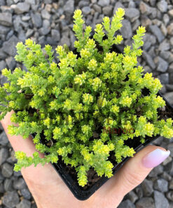 Sedum acre Maroc | plante succulente en pot Maroc | pepinière et jardinerie en ligne Maroc | Vente plantes Maroc | عصارية سيدوم في المغرب | عصاريات | بيع النباتات في المغرب | مشتل الكتروني المغرب