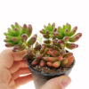 Sedum rubrotinctum Maroc | Orpin Rouge Maroc | Succulente Maroc | عصارية سيدوم في المغرب | عصاريات المغرب