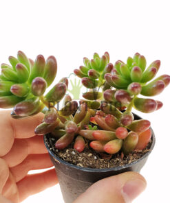 Sedum rubrotinctum Maroc | Orpin Rouge Maroc | Succulente Maroc | عصارية سيدوم في المغرب | عصاريات المغرب