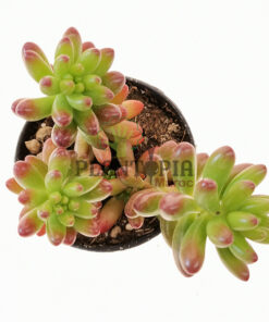 Sedum rubrotinctum Maroc | Orpin Rouge Maroc | Succulente Maroc | عصارية سيدوم في المغرب | عصاريات المغرب