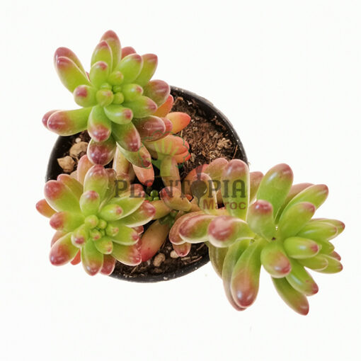 Sedum rubrotinctum Maroc | Orpin Rouge Maroc | Succulente Maroc | عصارية سيدوم في المغرب | عصاريات المغرب